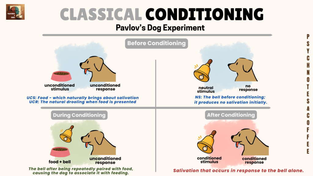 From Pavlov to Your Daily Routine: How Classical Conditioning Shapes Your Behavior classical conditioning ivan pavlov